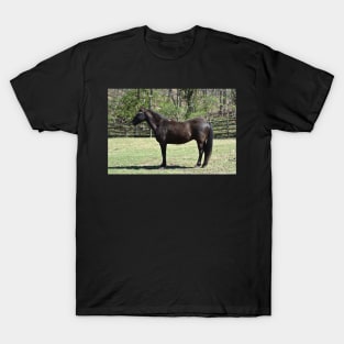 Mustang T-Shirt